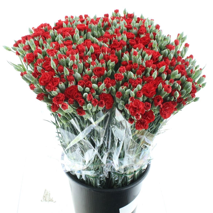 <h4>Di Tr Pino Rosso Extra</h4>