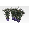 Cean Th Repens
