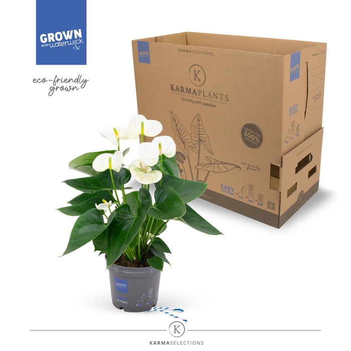 <h4>Anthurium  'Karma White'</h4>