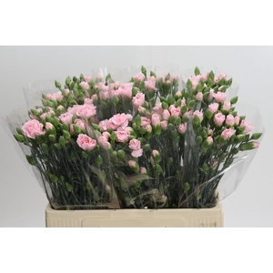Dianthus Sp Yongo Rosa