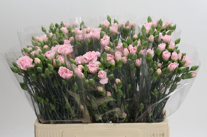 <h4>Dianthus Sp Yongo Rosa</h4>