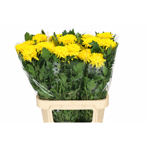 Chrysanthemum Gp Rossano Yellow