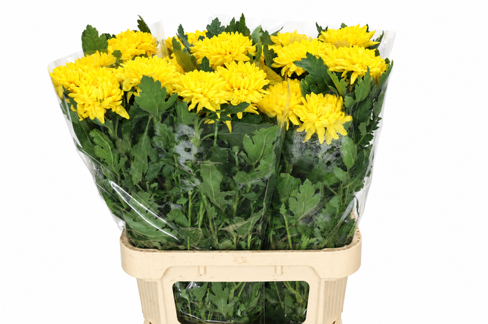 <h4>Chrysanthemum Gp Rossano Yellow</h4>