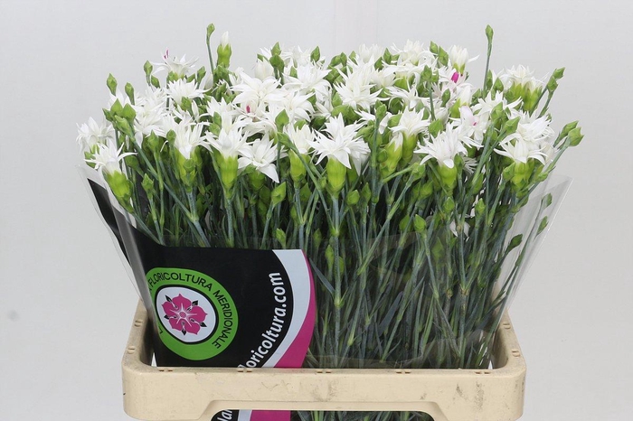 <h4>Dianthus Tr Snow Tessino</h4>
