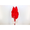 Dried Palm Spear 10pc Red Bunch