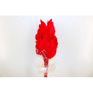 Dried Palm Spear 10pc Red Bunch