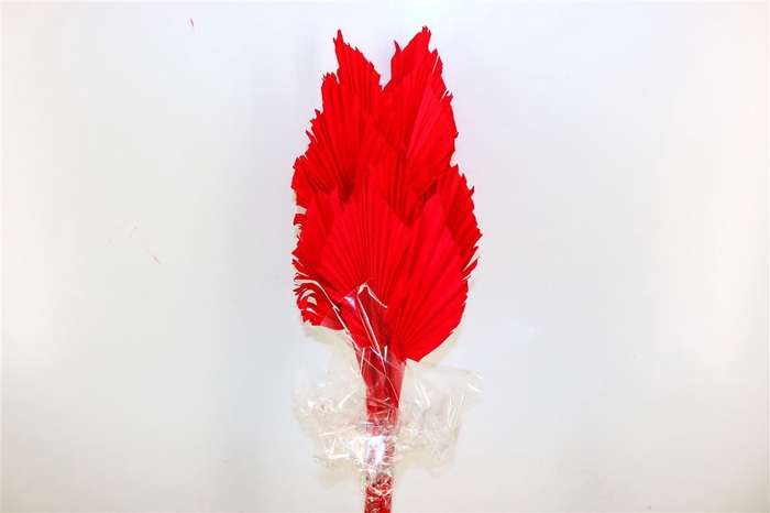 <h4>Dried Palm Spear 10pc Red Bunch</h4>