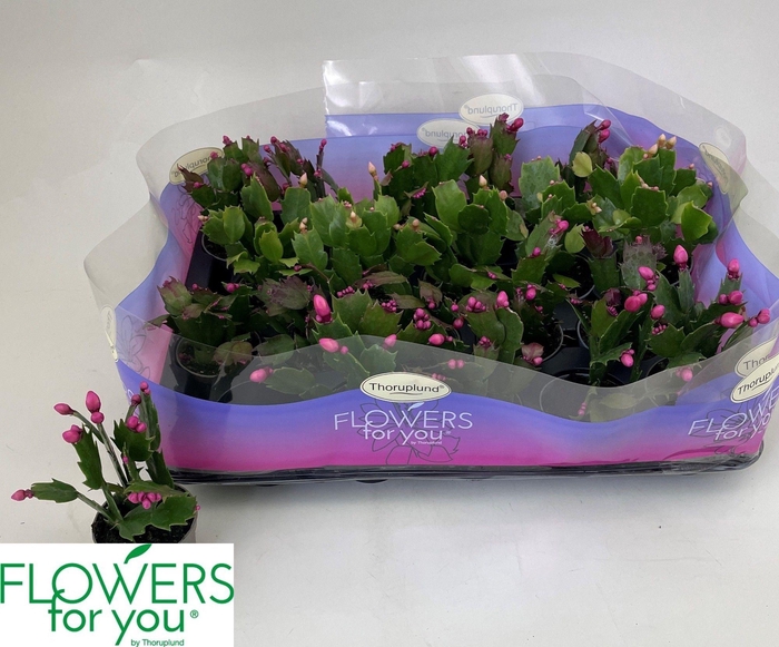 <h4>SCHLUMB GEM 3 KL</h4>