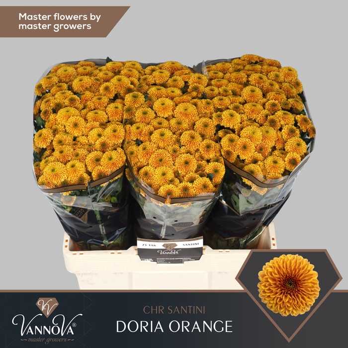 <h4>Chrysanten Chr S Doria Oran</h4>