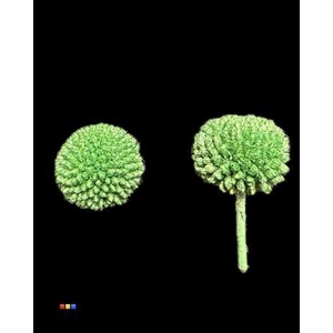 Craspedia Klb Metallic Green