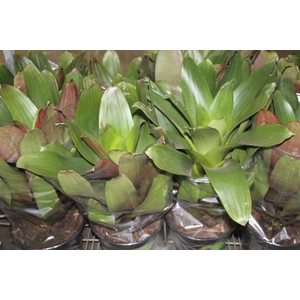 BROMELIA IMPERIAL P27 VERDE/VERMELHO