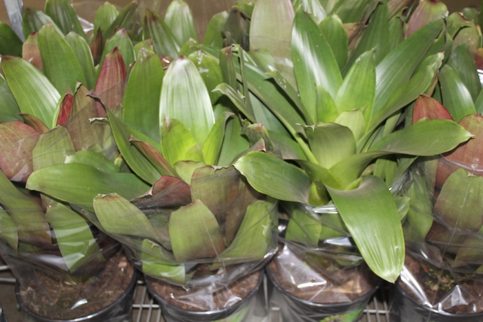<h4>BROMELIA IMPERIAL P27 VERDE/VERMELHO</h4>