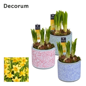 Narcis Flores GM HL14457