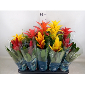 Bromelia   ...mix  6