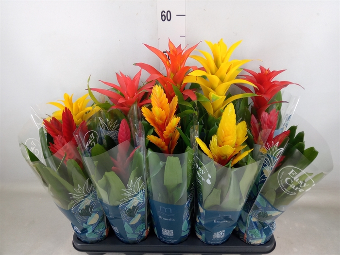 Bromelia   ...mix  6