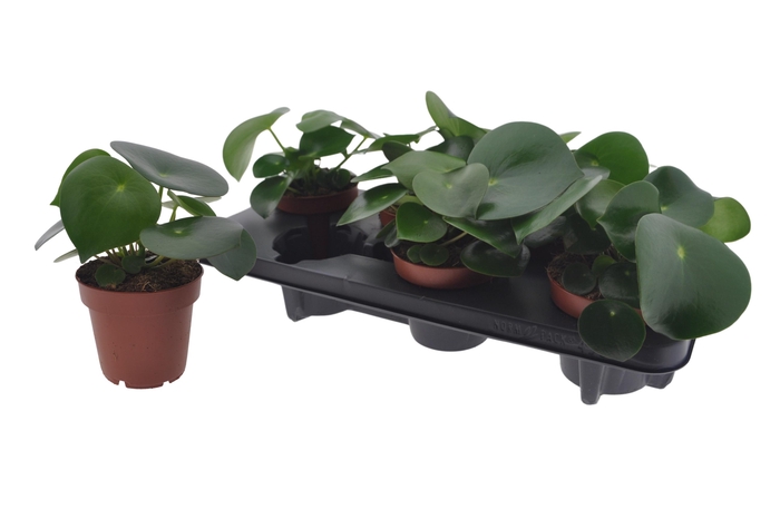 <h4>Pep Polybot Raindrop</h4>