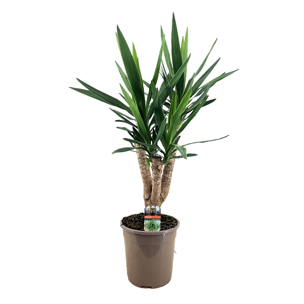 <h4>Yucca elephantipes vertakt</h4>