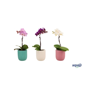 Mila Mix Tiny Dolls Mix 1T7+ Aqu@