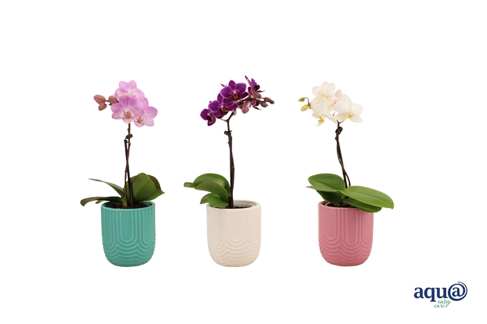 <h4>Mila Mix Tiny Dolls Mix 1T7+ Aqu@</h4>