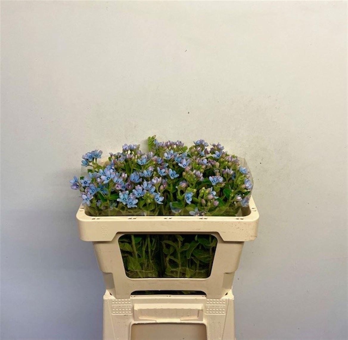 <h4>OXY CO TAN PURE BLU</h4>