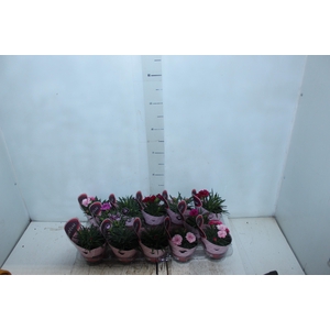 DIANTHUS DOBRADO P11