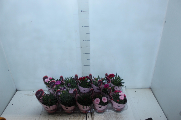 <h4>DIANTHUS DOBRADO P11</h4>