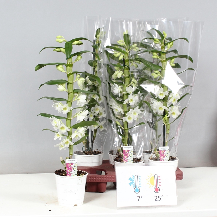 <h4>DENDR N SC APOLLON</h4>