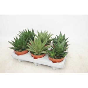 ALOE GEM