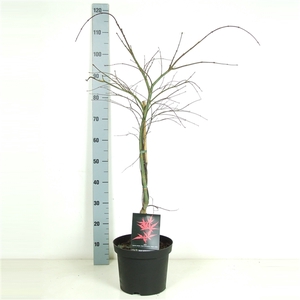 Acer palmatum 'Inaba-shidare' P26 Full CC