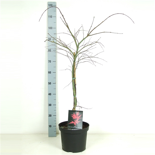 <h4>Acer palmatum 'Inaba-shidare' P26 Full CC</h4>