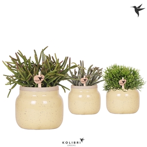 Kolibri Greens Rhipsalis mix in Vintage Bowl pot khaki