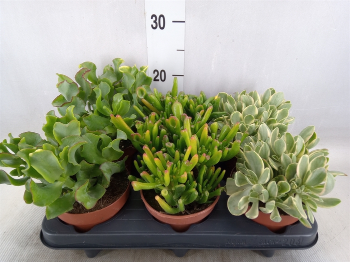 <h4>Crassula   ...mix</h4>