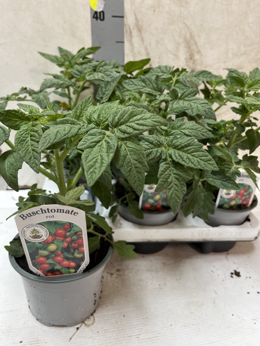 <h4>SOLANUM LYCOP TOMTAT</h4>