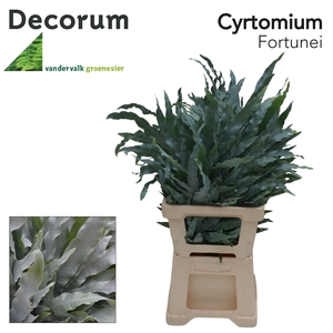 Cyrtomium Fort
