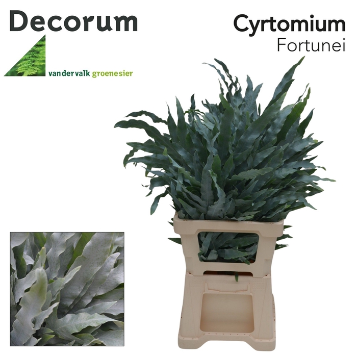<h4>Cyrtomium Fort</h4>