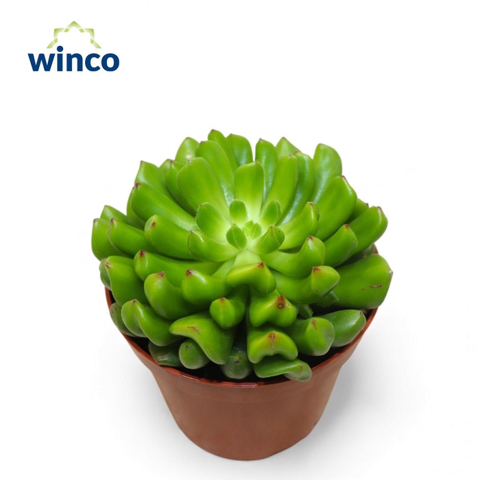 <h4>Echeveria Red Lantern</h4>