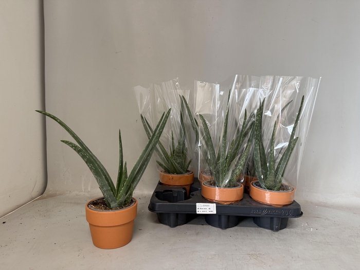 <h4>ALOE VERA</h4>