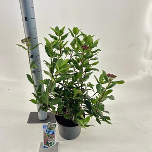 Viburnum tinus Gwenllian