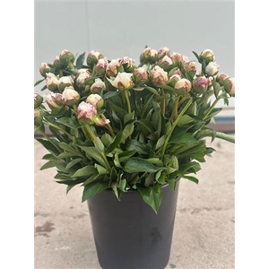 Paeonia Boule De Neige 50 Cm