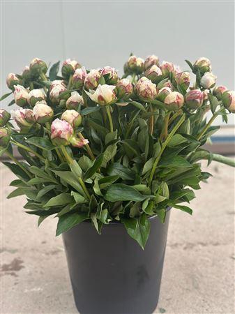 <h4>Paeonia Boule De Neige 50 Cm</h4>