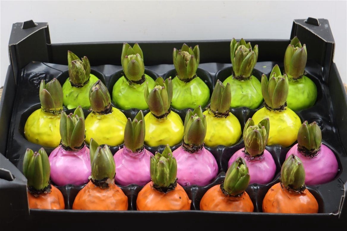 <h4>Wax Hyacinth Mix</h4>