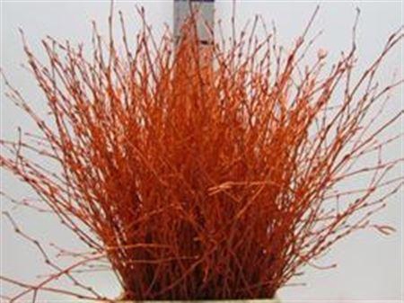 <h4>BERK ORANJE L60</h4>