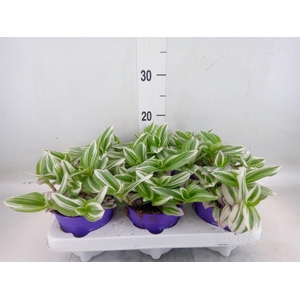 Tradescantia   ...