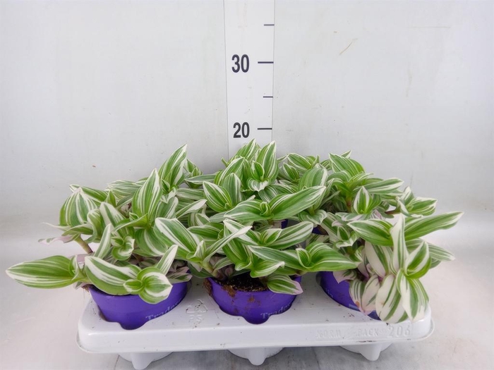 <h4>Tradescantia   ...</h4>