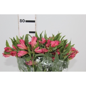 ALSTROEMERIA TOURMALINE 080 CM ROSA