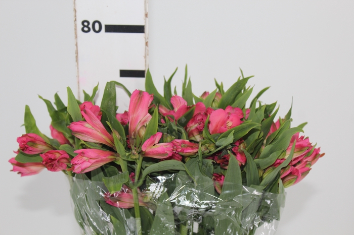<h4>ALSTROEMERIA TOURMALINE 080 CM ROSA</h4>