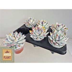 Echev Miranda Splash