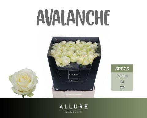 <h4>R GR AVALANCHE+ ALLURE</h4>