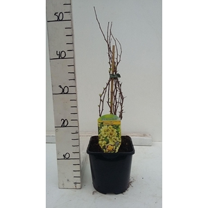 Chaenomeles x superba