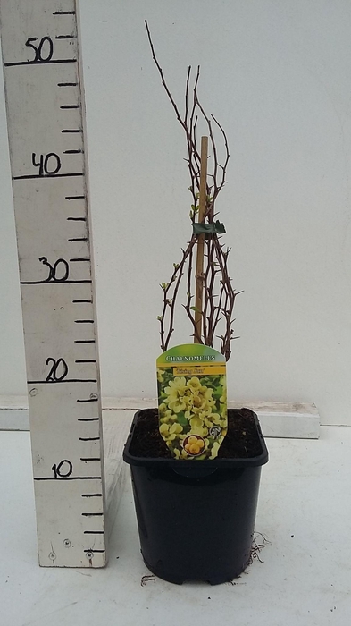 Chaenomeles x superba